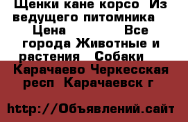 Щенки кане корсо! Из ведущего питомника! › Цена ­ 60 000 - Все города Животные и растения » Собаки   . Карачаево-Черкесская респ.,Карачаевск г.